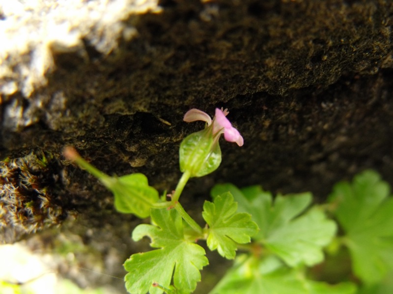 Geranium lucidum / Geranio lucido